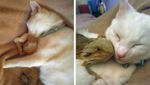 Ce chat et ce pogona sont les meilleurs amis du monde !