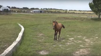 Ce petit poulain a peur de sauter le muret. Mais regardez qui vient à la rescousse...