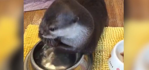 Avez-vous déjà vu une petite loutre manger ? C'est un drôle de spectacle !