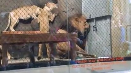 Ce pauvre lion se coince la queue dans la porte