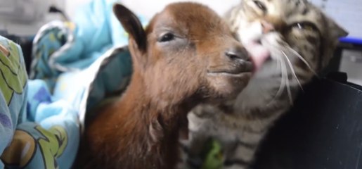 Un chaton rescapé prend à son tour soin d'un chevreau abandonné