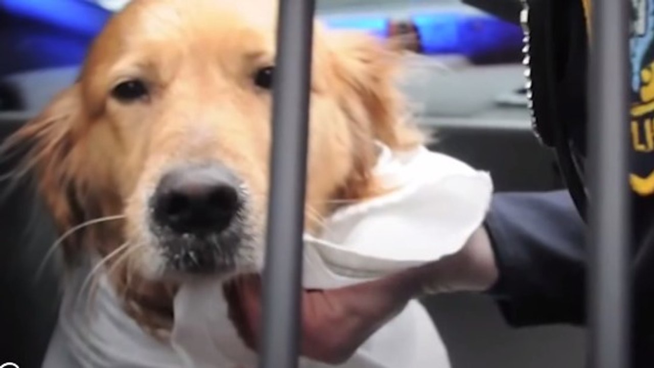 Des pompiers plongent dans l'eau glacée pour sauver une chienne !