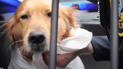 Des pompiers plongent dans l'eau glacée pour sauver une chienne !