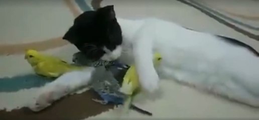La preuve que l'oiseau peut être le meilleur ami du chat...