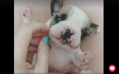 Le bébé bouledogue le plus mignon de tous les temps !