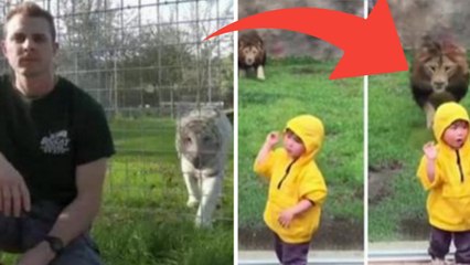 Qu'est-ce qui arrive lorsqu'on tourne le dos à un félin ? La réponse fait froid dans le dos