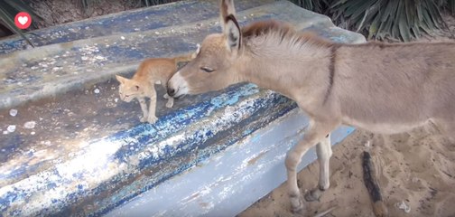 Ce petit âne a choisi ce chaton roux comme meilleur copain!