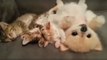 Trois chatons et un petit chien font la sieste blottis les uns contre les autres