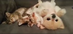 Trois chatons et un petit chien font la sieste blottis les uns contre les autres