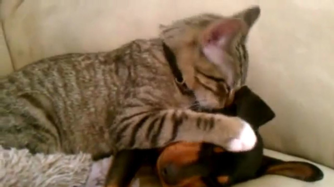 Ce petit chat a une réaction incroyable quand son ami chien rentre du vétérinaire...