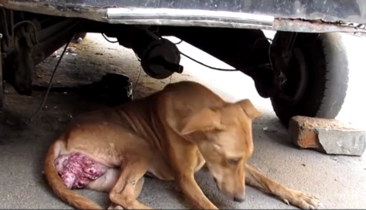 Cette chienne a été abandonnée avec un terrible cancer... Regardez ce qu'elle est devenue aujourd'hui !