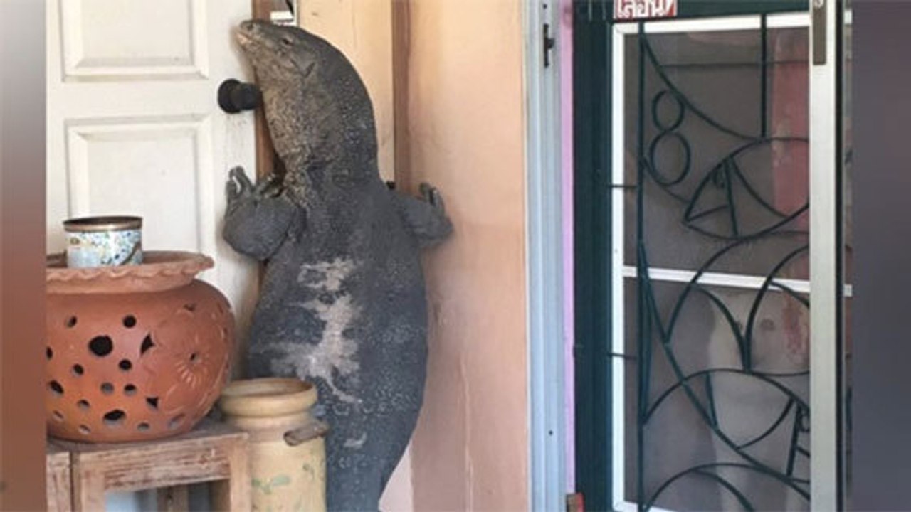 Thaïlande: un varan géant bloque la porte de la maison d'Attanai Thaiyuanwong... Et ça fait peur !