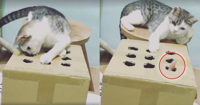 Un chat est posté devant un carton plein de trous... Et regardez ce qui va en sortir !