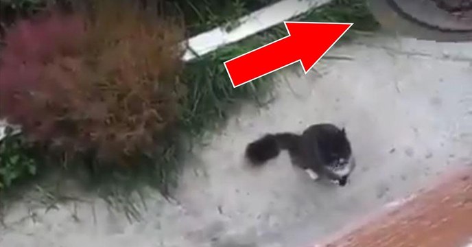 Ce chat est le roi du monde : regardez de quelle façon il rentre à la maison !