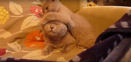 Regardez ce petit chaton chartreux prendre soin de sa maman... Trop mignon!