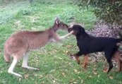 Une incroyable rencontre entre un kangourou et un rottweiler !