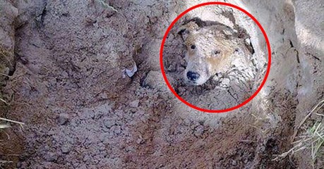 Enterrée vivante, cette chienne devient une véritable source d'inspiration