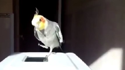 Cette calopsitte est une future star de la danse irlandaise !