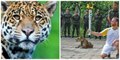 Un jaguar abattu après le passage de la torche olympique, scandale au Brésil