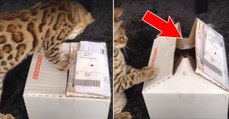 Ce chat ouvre son colis en carton...Ce qui en sort va vous donner le sourire