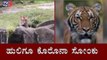 Tiger Tests Positive For Coronavirus at Bronx Zoo | ಹುಲಿಗೂ ಕೊರೊನಾ ಸೋಂಕು | TV5 Kannada