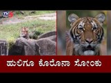 Tiger Tests Positive For Coronavirus at Bronx Zoo | ಹುಲಿಗೂ ಕೊರೊನಾ ಸೋಂಕು | TV5 Kannada