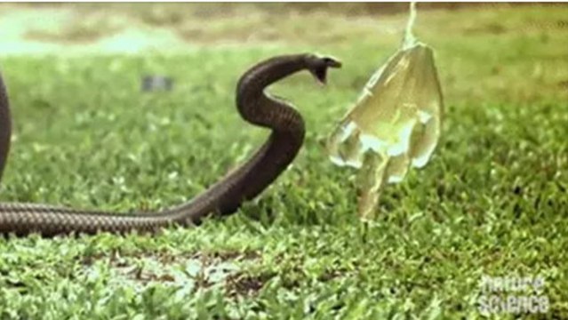 Voici comment le venin d'un serpent vous tue. Les images sont effrayantes !