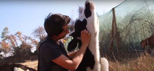 Rescapées, ces adorables vaches bénéficient maintenant de tout l'amour du monde !