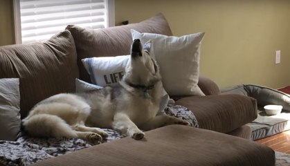 Elle appelle son husky "grosse patate de canapé têtue". La raison va vous faire mourir de rire !