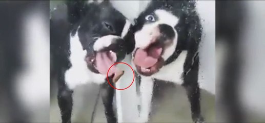 Deux jeunes bouledogues aperçoivent quelque chose sur la vitre... Leur réaction va vous faire mourir de rire!