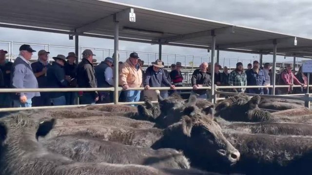 angus steers $2290