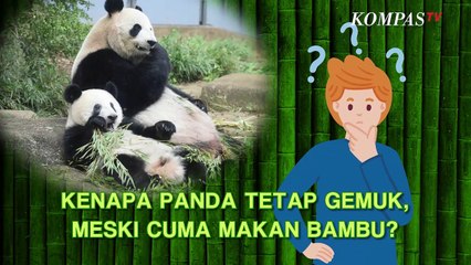 Fakta Unik Panda, Cuma Makan Bambu, Kenapa Tetap Gemuk?