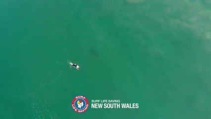 Shark sighting off Sharpes Beach on the north coast of NSW