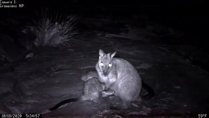 Brush-tailed Rock-wallabies