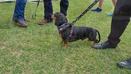 Dachshund racing at the Paceway | January 21, 2022 | The Northern Daily Leader