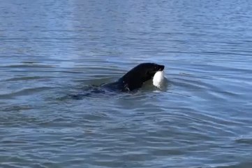 Murray Valley Standard seals 2