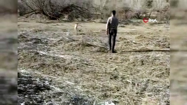 Yer Sivas; elleriyle kurt yavrusunu besledi