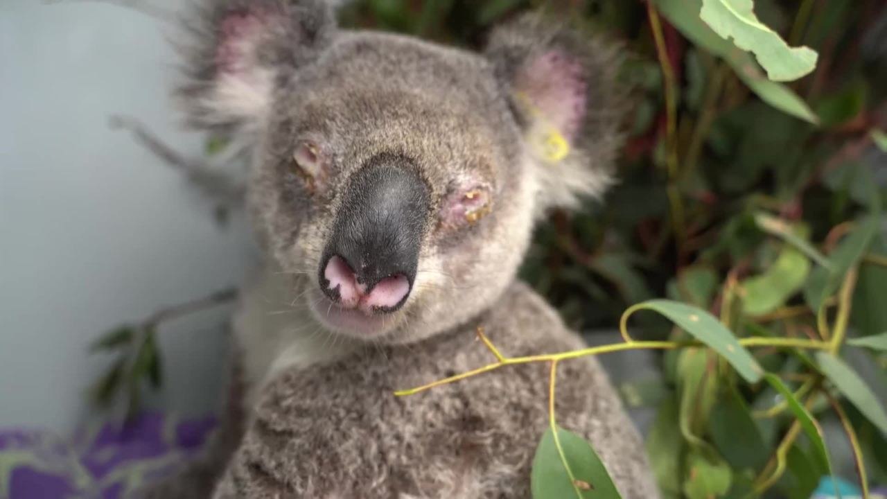 Sherlock Koala Hospital