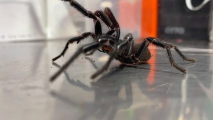 Meet funnel web called Dwanye The Rock Johnson