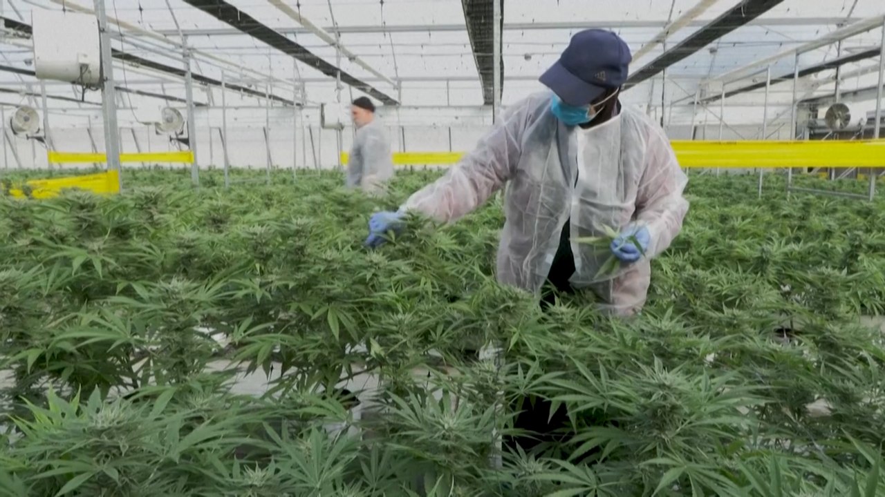 Kleine Wüstenstadt will 'Hauptstadt für medizinisches Cannabis' werden