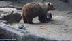 Bear rescues a crow from drowning at Budapest Zoo | June 19, 2014 | ACM