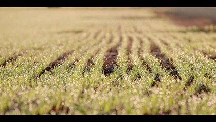 Hear from Dan Fox, Marra, NSW: Australian Farmers