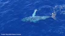 Orca approach trapped humpback whale in waters off Western Australia | January 14, 2022 | ACM