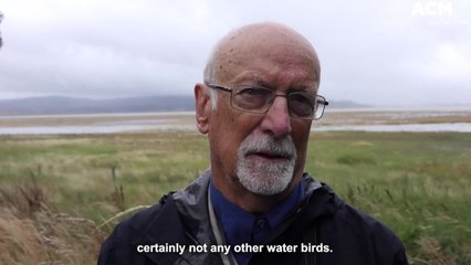 Birds and water return to Lake George thanks to rainfall | January 21, 2022 | Canberra Times