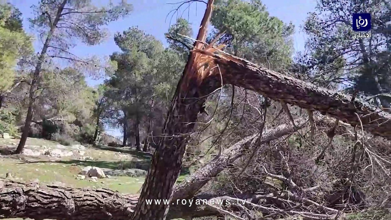 أشجار متكسرة في متنزه غمدان والأمانة تواصل أعمال إزاحتها وحصر الأضرار