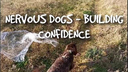 NERVOUS DOGS - BUILDING CONFIDENCE