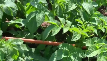 VID-20190926-WA0012 (1)