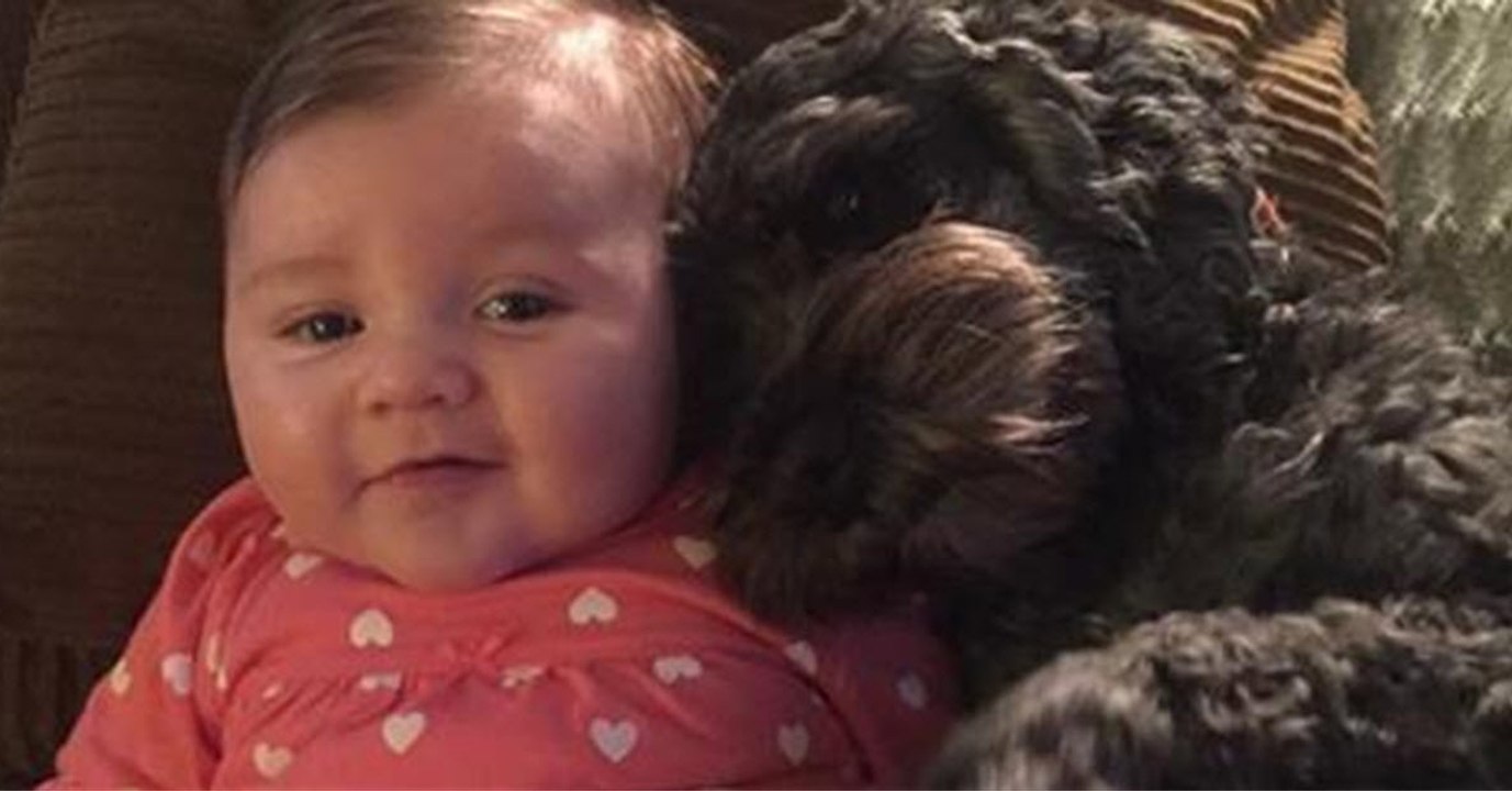 Ce chien s'est sacrifié pour sauver la vie d'une fillette de 8 mois