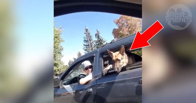 A bord de leur voiture respective, ces deux chiens ont une discussion très animée