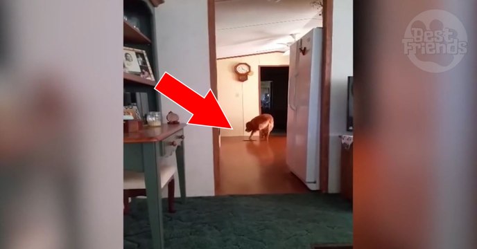 Cette femme est persuadée d'avoir filmé le fantôme de son défunt chien